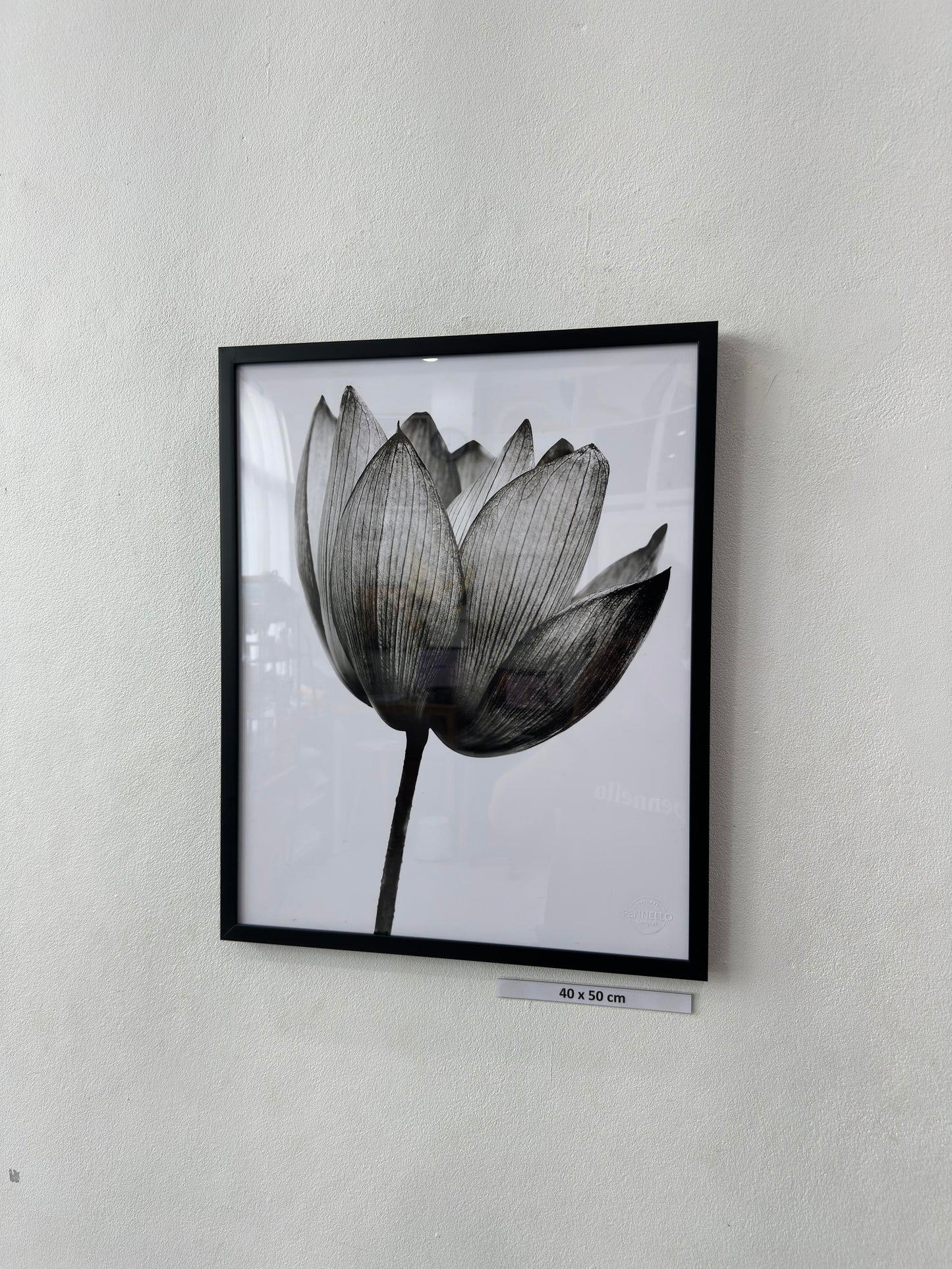 black lotus
