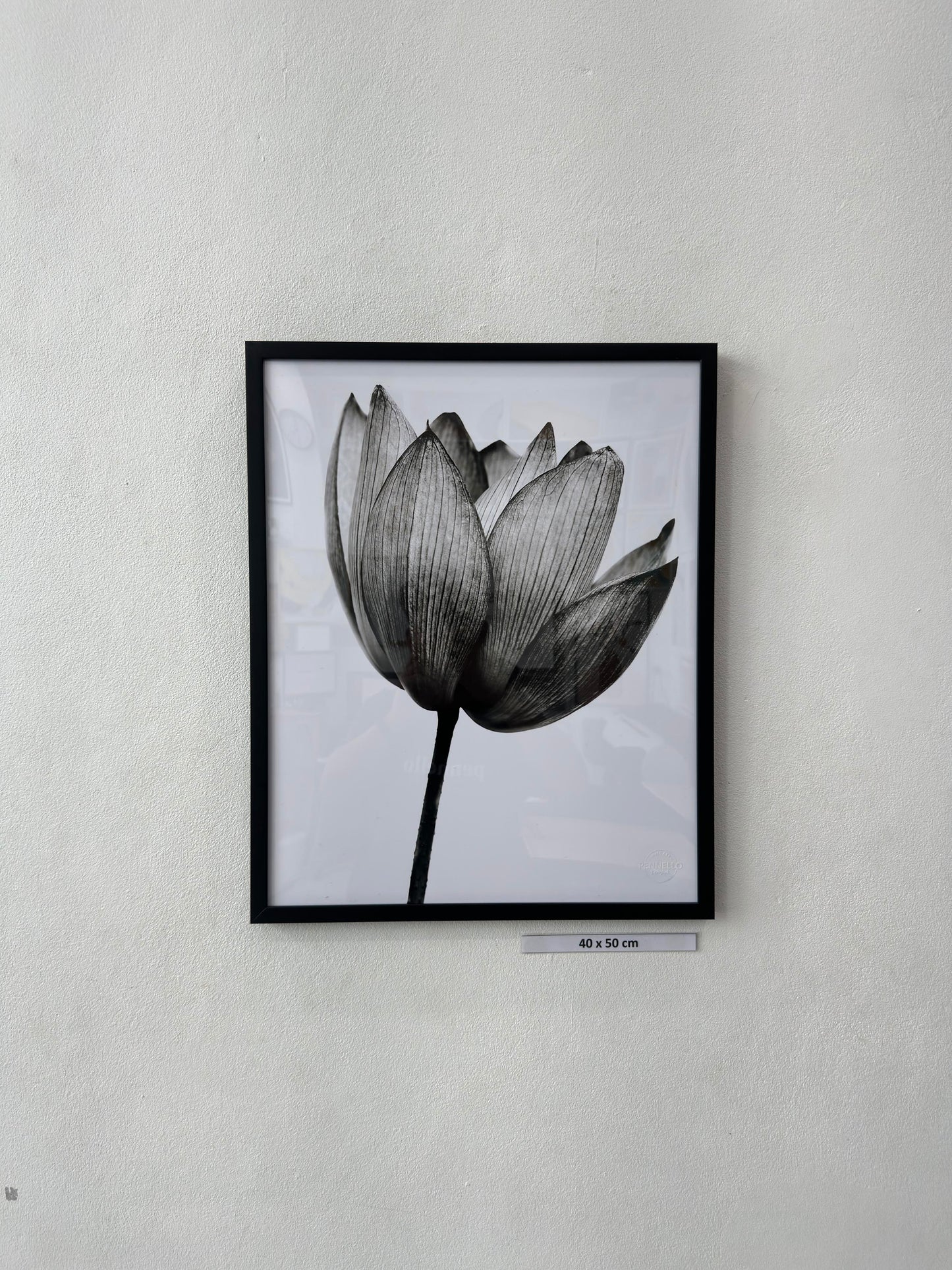 black lotus
