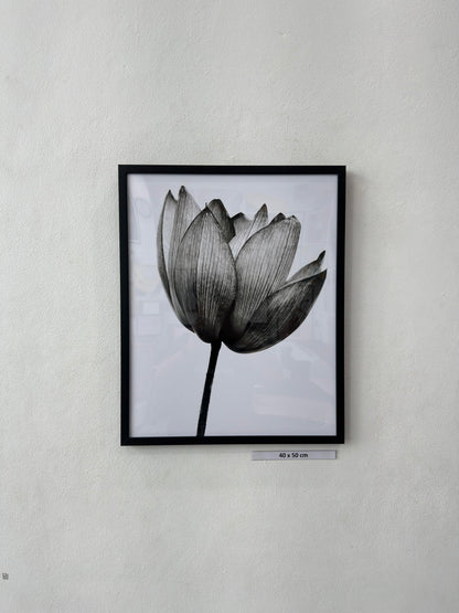 black lotus