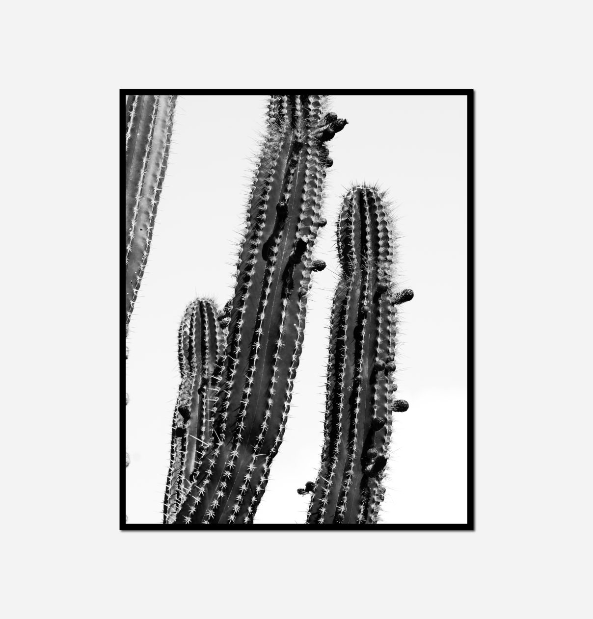 black white two cactus plants against white sky