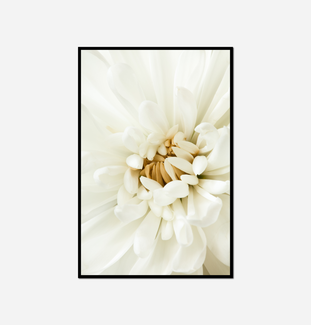 close white flower black