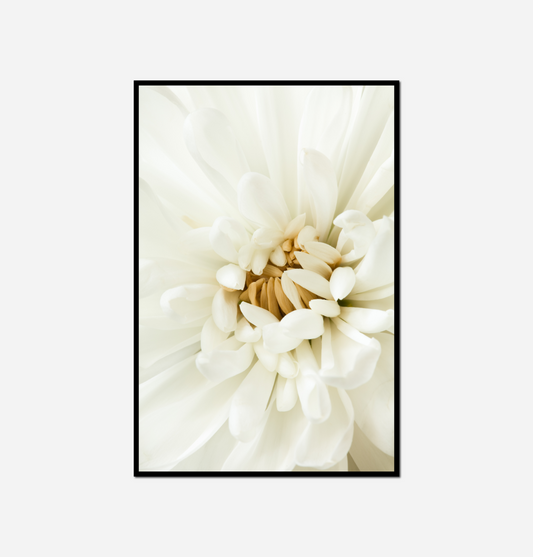 close white flower black