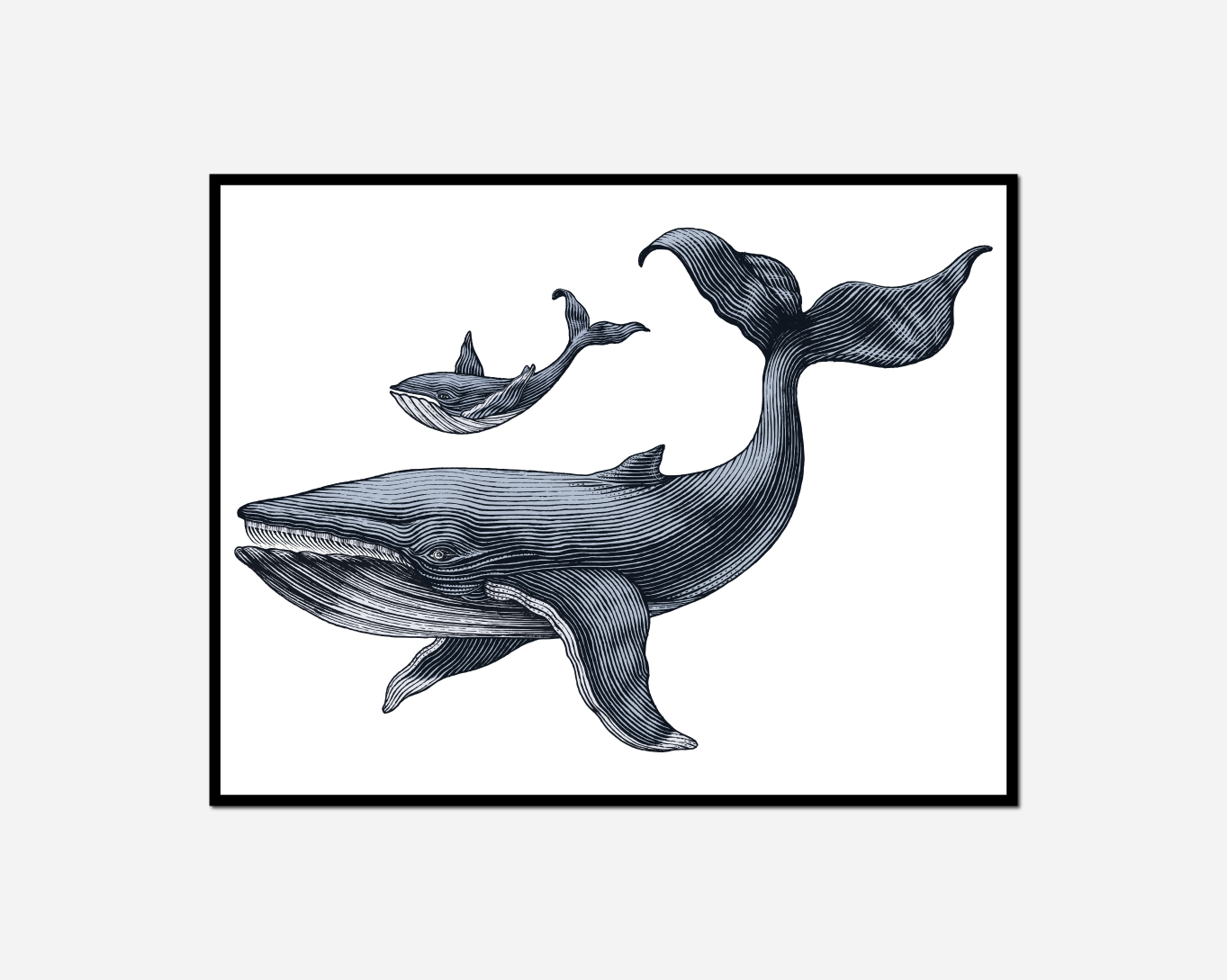 black white whale fish