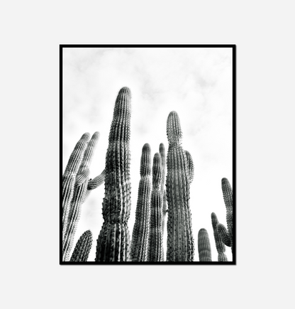 Black white cactus plant sky