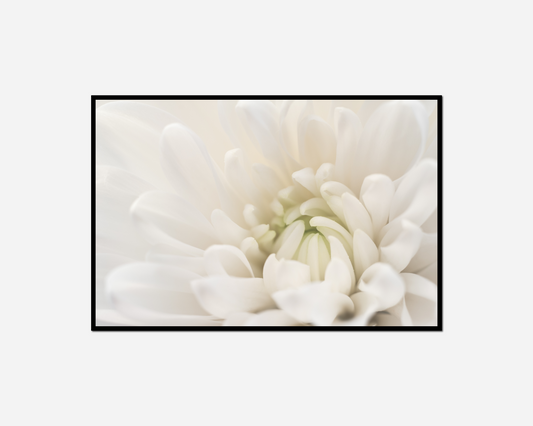 white flower black