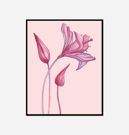 Close pink flower pink