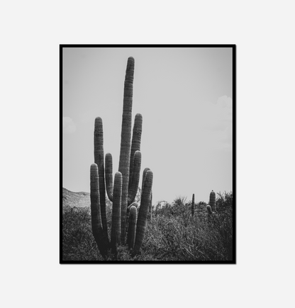 Cactus plant field sky