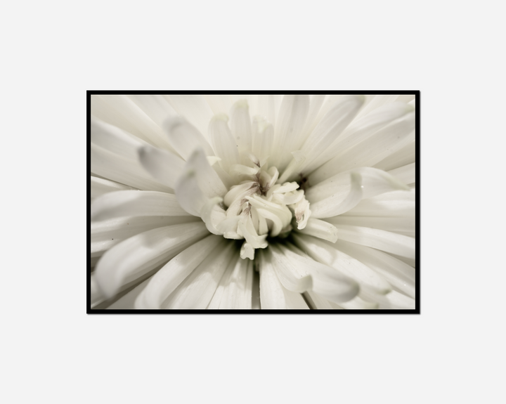 white flower black