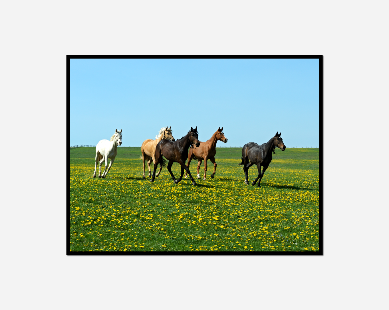four horses running field yellow flowers