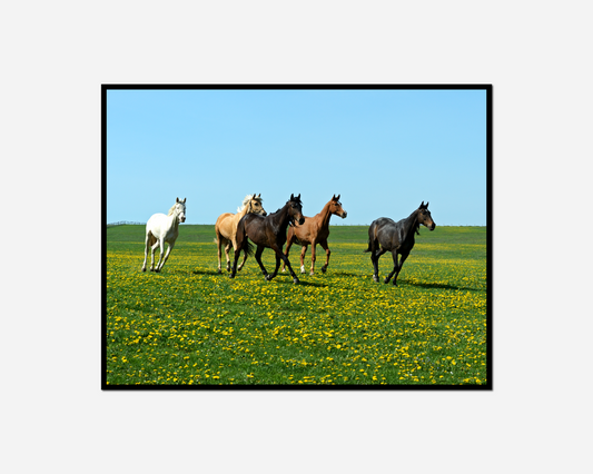 four horses running field yellow flowers