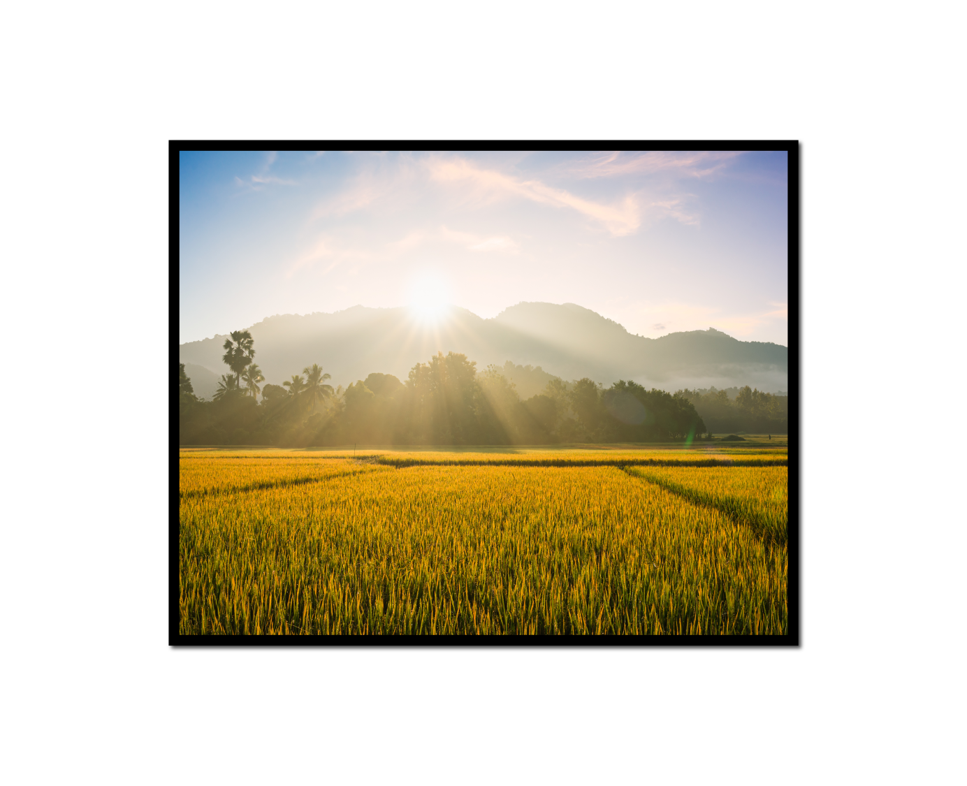 field grass sun shining clouds