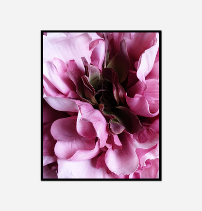 Pink flower black