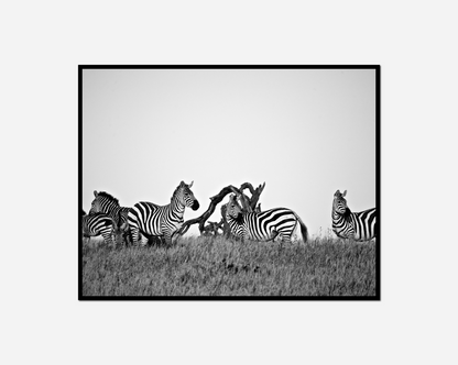 Zebras standing line grassy hill