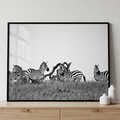 Zebras standing line grassy hill ภาพติดผังสไตล์สแกนดิเนเวีย สำหรับตกแต่งบ้านและคอนโด พร้อมกรอบคุณภาพ