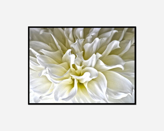 white flower black