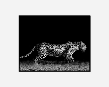 Giraffe walking dark black