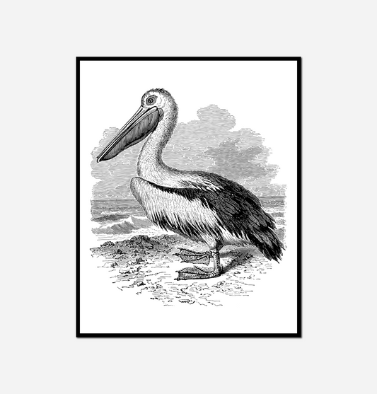 black white pelican standing beach
