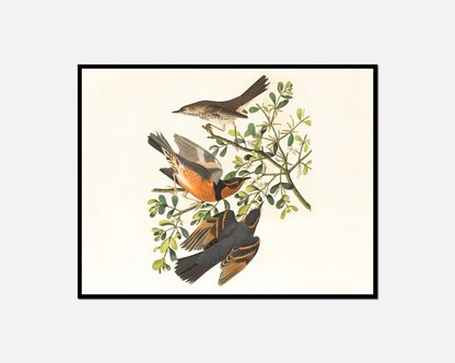 Two birds sitting branch tree