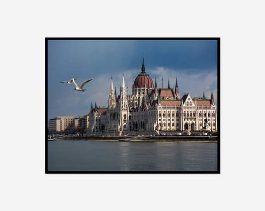 building seagull flying over