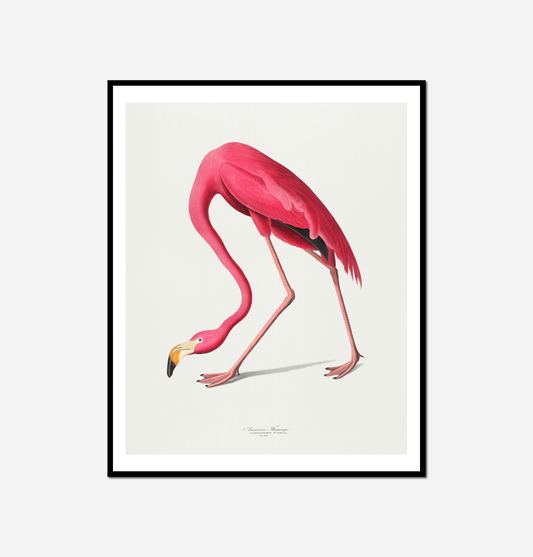 giraffe standing its hind legs its head down