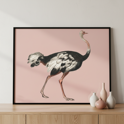 ostrich walking pink ภาพติดผังสไตล์สแกนดิเนเวีย สำหรับตกแต่งบ้านและคอนโด พร้อมกรอบคุณภาพ