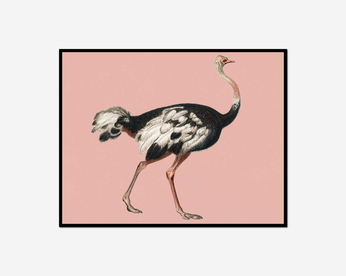 ostrich walking pink