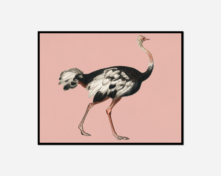 ostrich walking pink