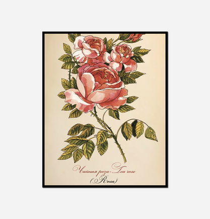 rose leaves