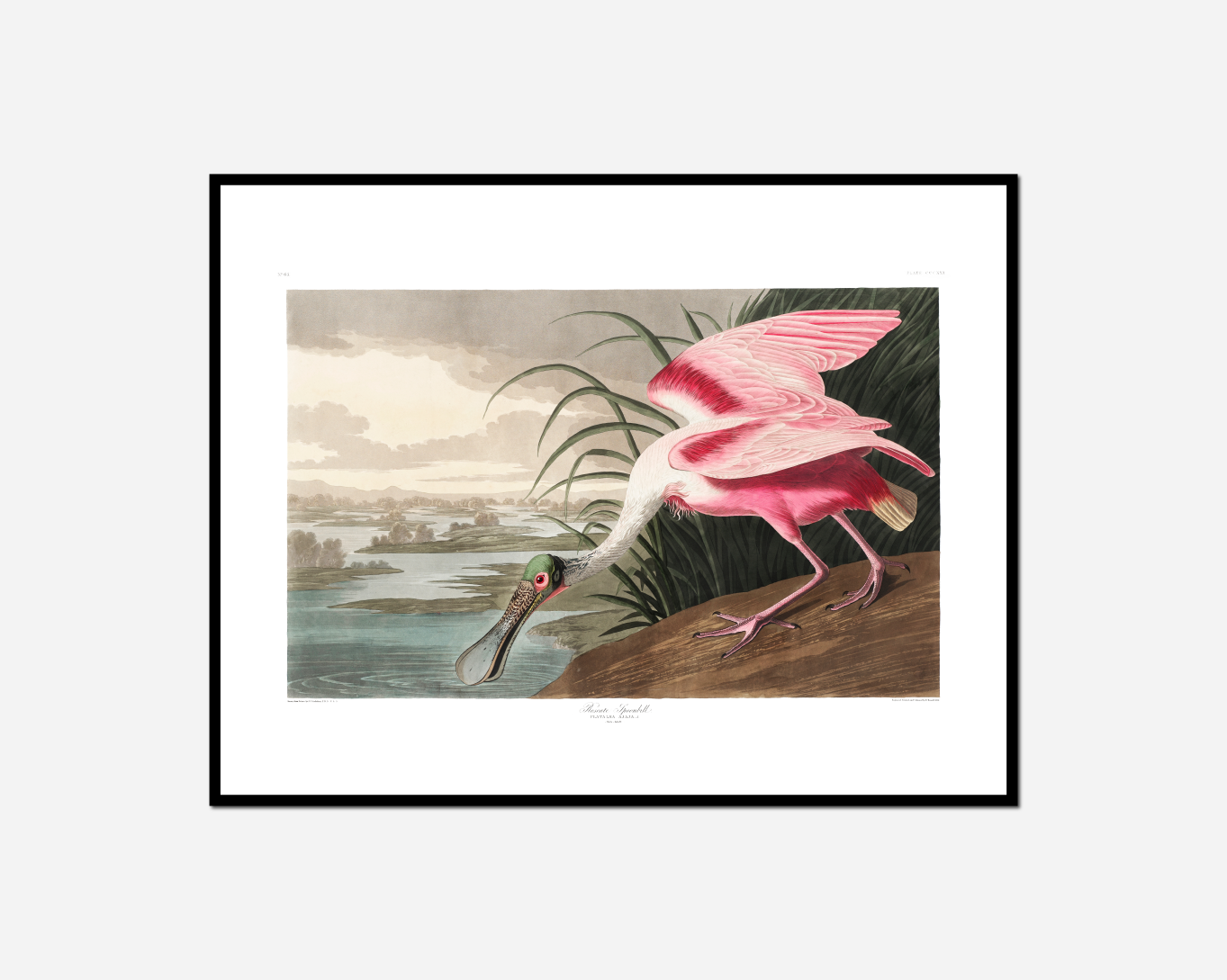 bird long beak standing rock near water