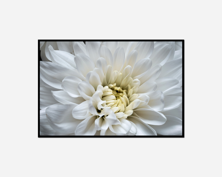 close white flower black