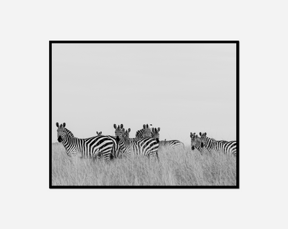 Zebras standing field tall grass sky