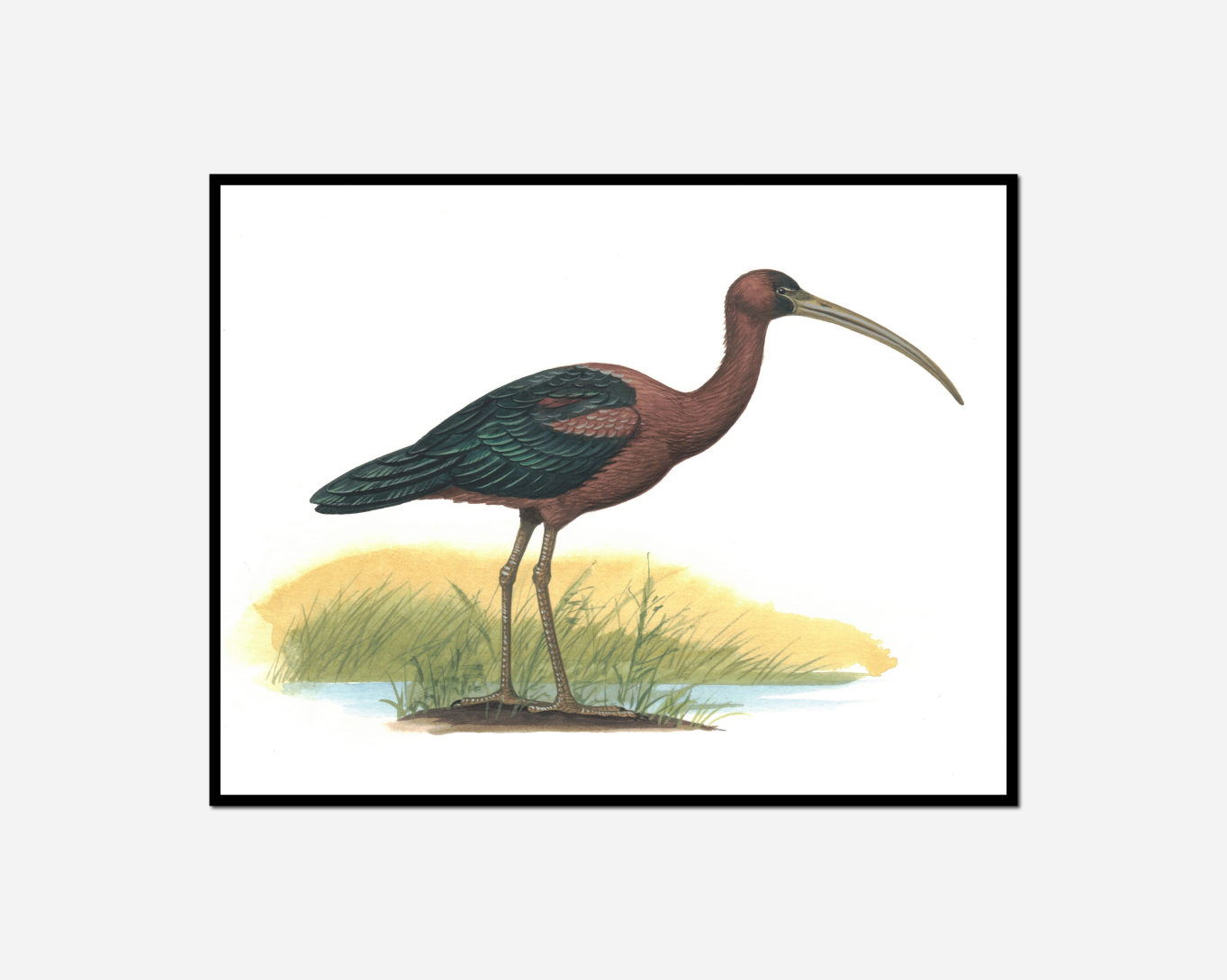 bird standing rock water