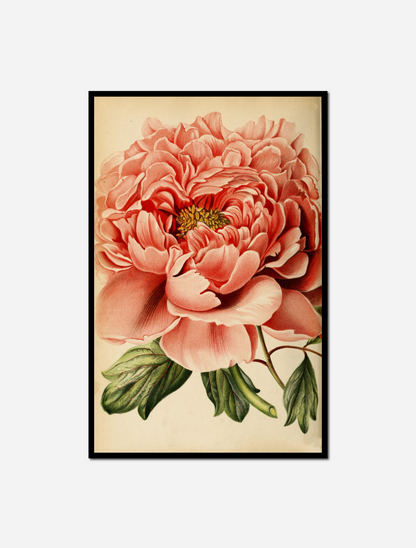 Pink flower white
