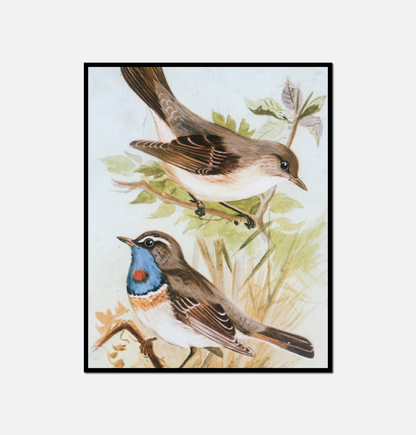 Two birds sitting branch tree
