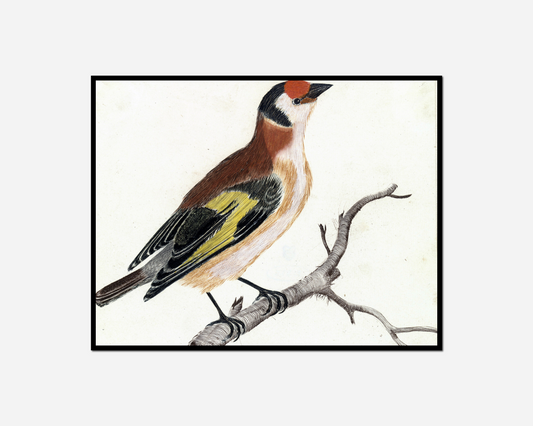 bird sitting branch tree