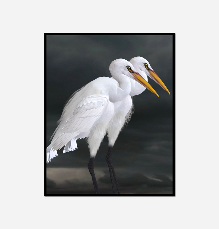 white bird long beak standing rock