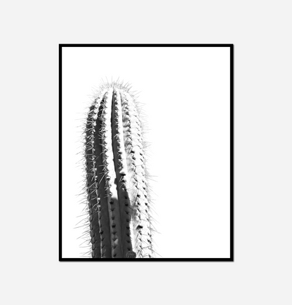 Black white cactus
