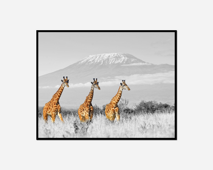 Three giraffes walking field mountain