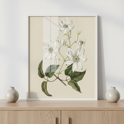 White Bloom
